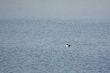 Gün ışığında gölün yüzeyindeki ördek manzarası