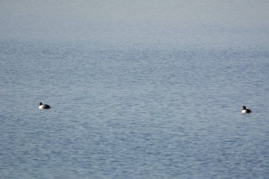 Göl yüzeyindeki iki ördeğin görüntüsü