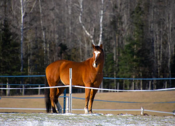Paard Weide Het Winterseizoen — Stockfoto