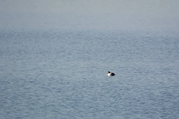 Blick Auf Die Ente Auf Der Seeoberfläche Sonnenlicht — Stockfoto