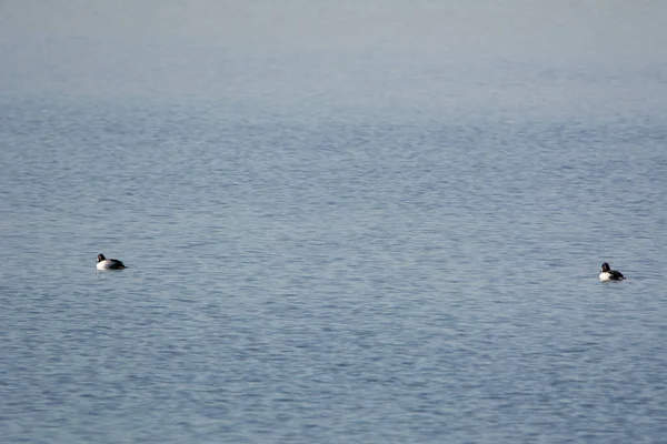 Göl Yüzeyindeki Iki Ördeğin Görüntüsü — Stok fotoğraf