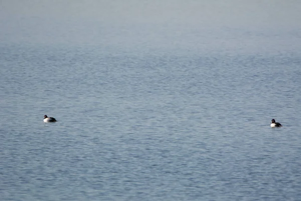 Vue Deux Canards Surface Lac — Photo