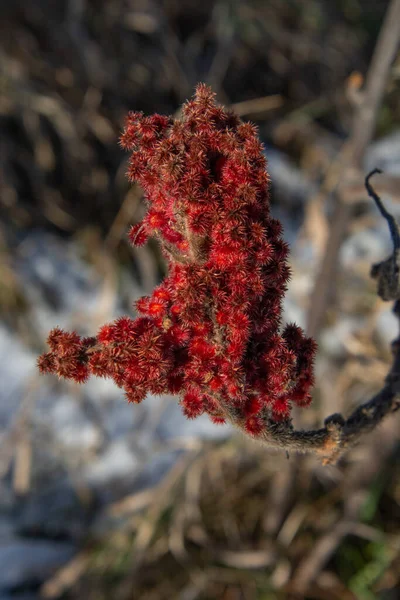 Κοντινό Πλάνο Του Όμορφου Κόκκινου Φυτού Την Φθινοπωρινή Περίοδο — Φωτογραφία Αρχείου