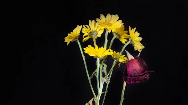 Közeli Ból Gyönyörű Virágok Fekete Háttér — Stock Fotó