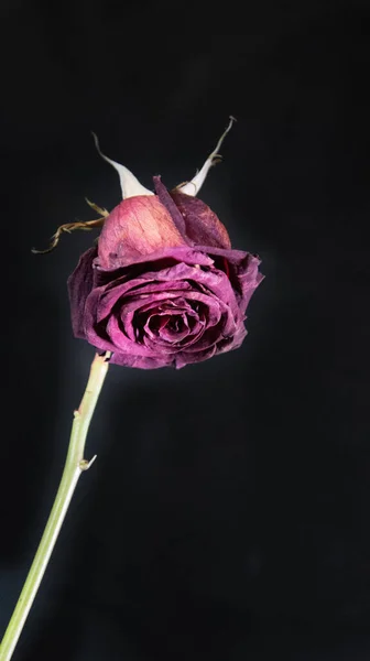 Крупным Планом Красивый Цветок Розы Черном Фоне — стоковое фото