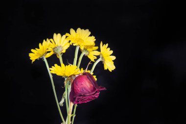 Siyah arkaplandaki güzel çiçekleri kapat.