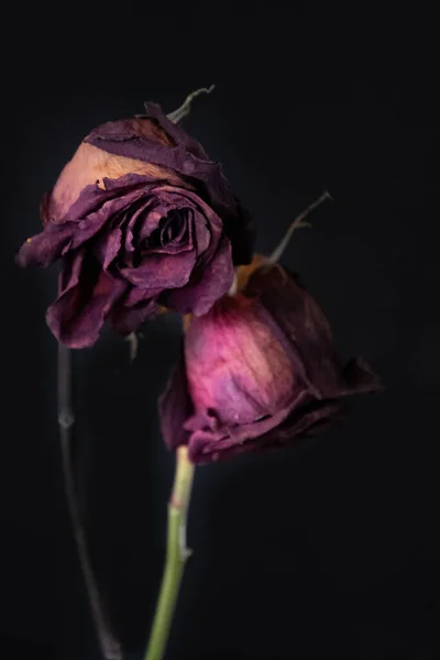 Крупним Планом Красиві Квіти Чорному Фоні — стокове фото