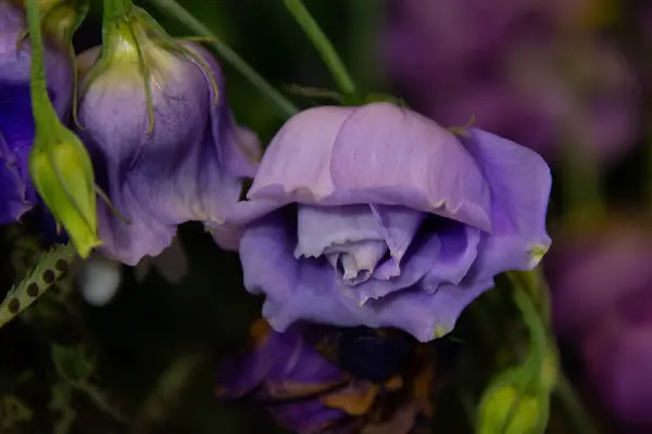 花束中凋谢的花朵的特写 — 图库照片