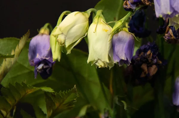 Zblízka Krásné Květiny Černém Pozadí — Stock fotografie