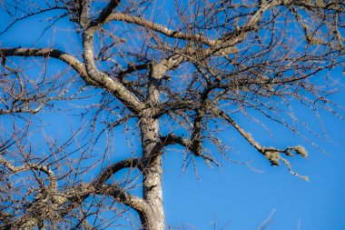 Mavi arkaplanda güneş ışığında çıplak ağaç