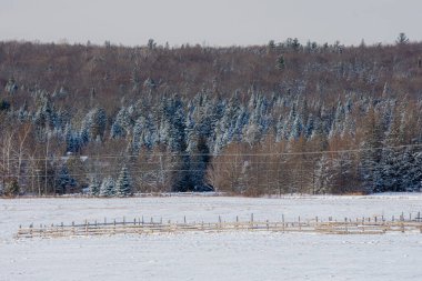 Kış manzarası, tarlalar ve karla kaplı ağaçlar.
