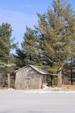 Eski ahşap kulübe ve karlı çimlerin yanındaki yeşil ağaçlar.