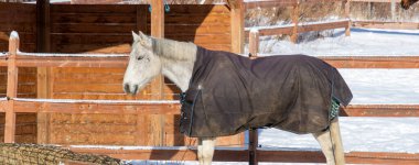 horse at snowy farm scene in sunlight clipart