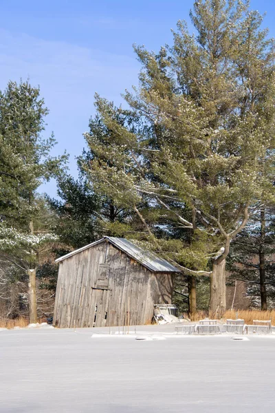 Eski ahşap kulübe ve karlı çimlerin yanındaki yeşil ağaçlar.