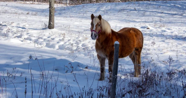 Hnědý Kůň Pasoucí Zasněženém Trávníku — Stock fotografie