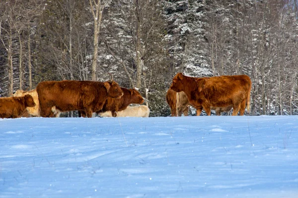 Stado Krów Byków Pasących Się Śnieżnej Scenerii — Zdjęcie stockowe