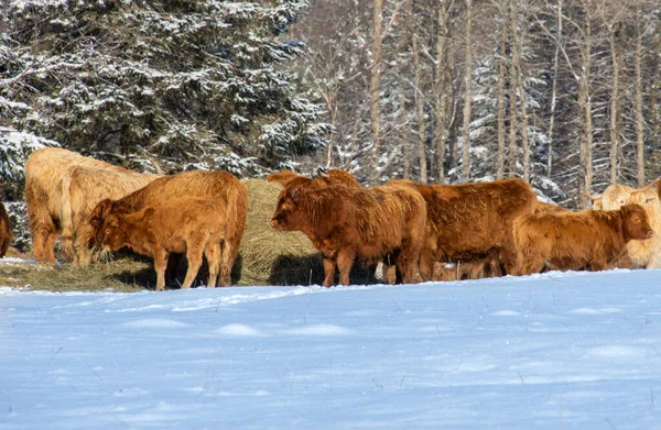Stado Krów Byków Pasących Się Śnieżnej Scenerii — Zdjęcie stockowe