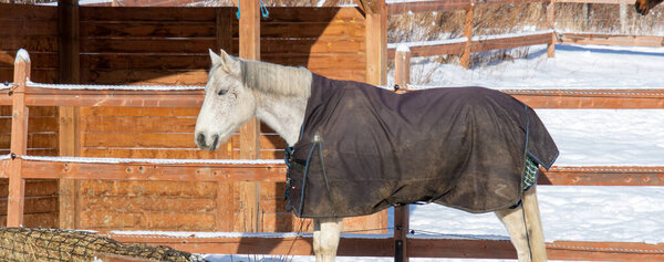 horse at snowy farm scene in sunlight