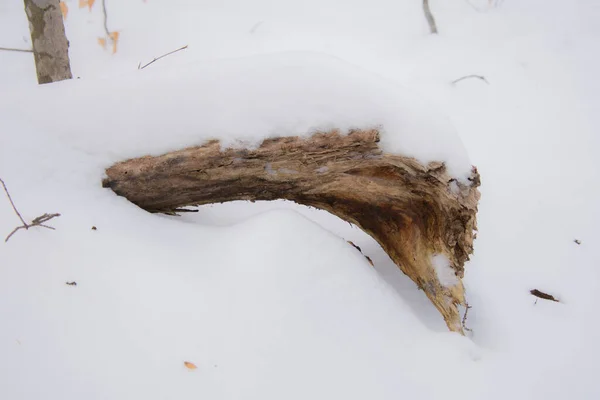 Caído Parte Árvore Coberta Neve — Fotografia de Stock