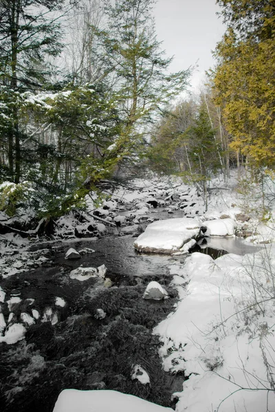 Sunny Winter Scene Evergreen Trees Snow Rocky River — Stockfoto