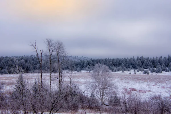 Bellissimo Paesaggio Invernale Con Alberi Neve Sotto Cielo Del Tramonto — Foto Stock