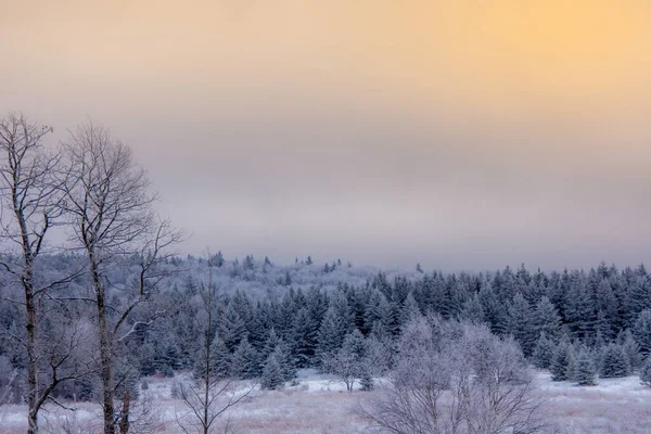 Bellissimo Paesaggio Invernale Con Alberi Neve Sotto Cielo Del Tramonto — Foto Stock