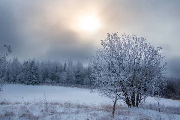 Wunderschöne Winterlandschaft Mit Bäumen Und Schnee — Stockfoto