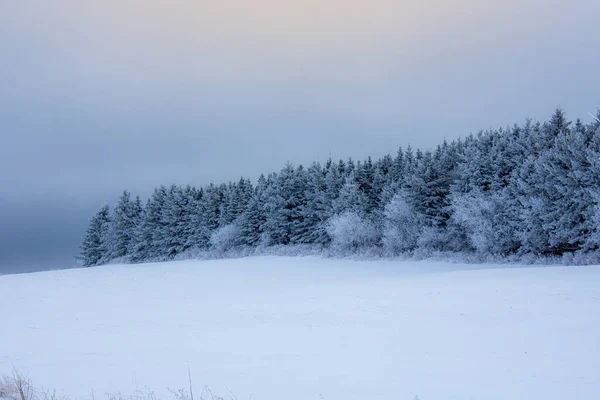 Зимняя Сцена Снежного Соснового Леса Облачным Небом — стоковое фото