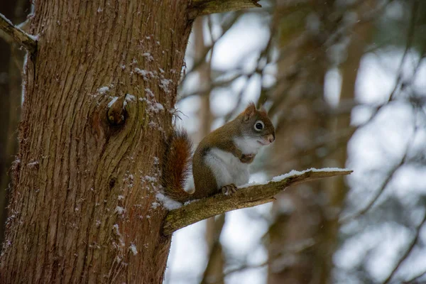Eichhörnchen Auf Ast Verschneiten Wald — Stockfoto