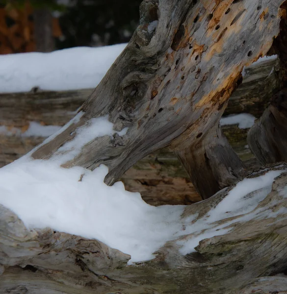 Śnieg Zbliżenie Obraz Zima Widok Przyrodę — Zdjęcie stockowe