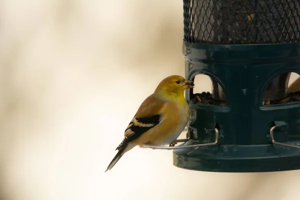 Vogel Auf Lampe Aus Nächster Nähe — Stockfoto