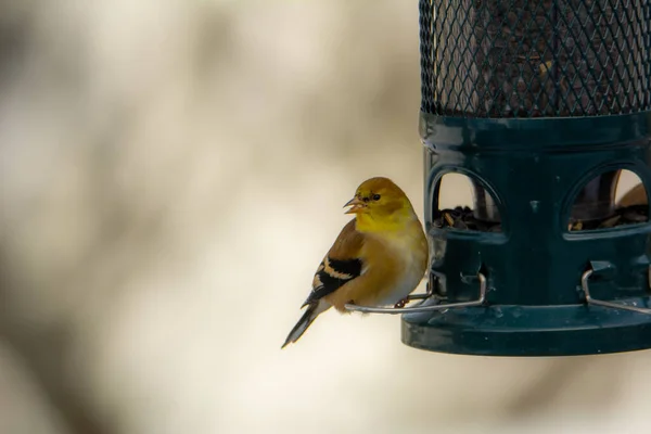 Bird Lamp Close — Stock Photo, Image