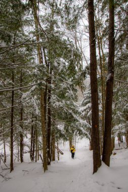 Kış manzaralı manzara 
