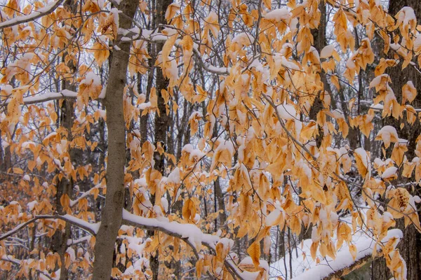 冬季风景景观 — 图库照片