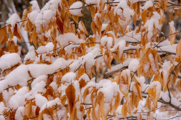 Сніг Крупним Планом Зображення Вид Зимову Природу — стокове фото