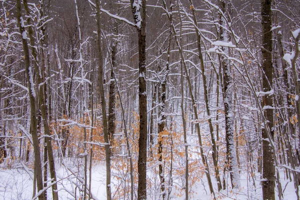 Paisaje Invierno Vista Panorámica —  Fotos de Stock