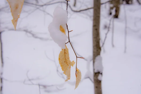 Neige Gros Plan Image Hiver Vue Sur Nature — Photo