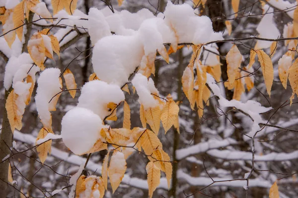 Nieve Imagen Cerca Vista Naturaleza Invierno — Foto de Stock