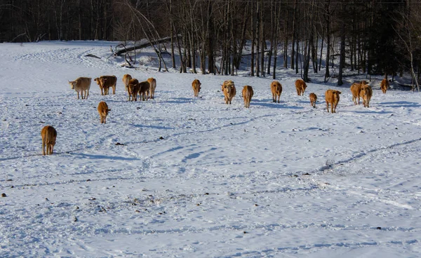 Cows Grazing Winter Landscape — Stok fotoğraf