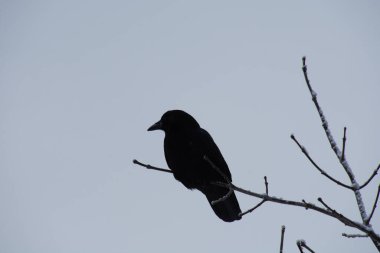 Ağaçtaki kuş. Yaklaş.