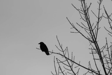 Ağaçtaki kuş. Yaklaş.