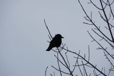 Ağaçtaki kuş. Yaklaş.