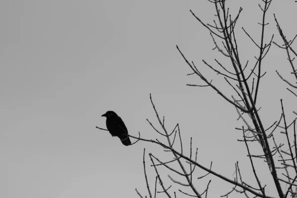 Pássaro Árvore Perto — Fotografia de Stock