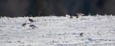 Birds in snow close up