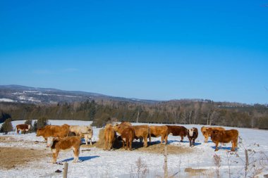 Cows grazing in winter landscape 