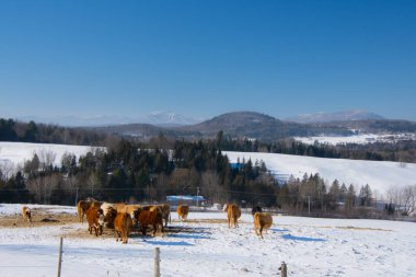 Cows grazing in winter landscape 