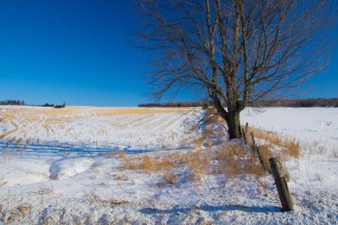Kış manzaralı manzara 