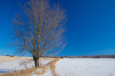 Kış manzaralı manzara 