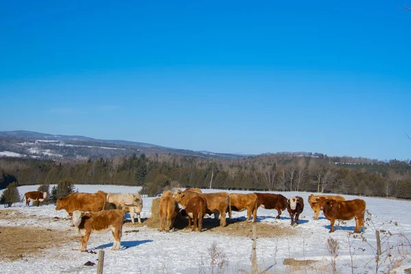 Vacas Pastando Paisaje Invernal — Foto de Stock