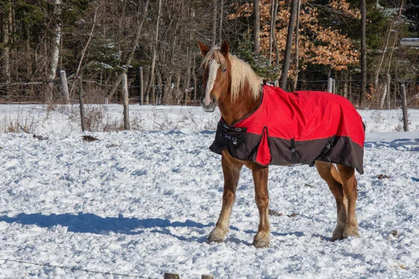 Häst Vinterlandskapet — Stockfoto
